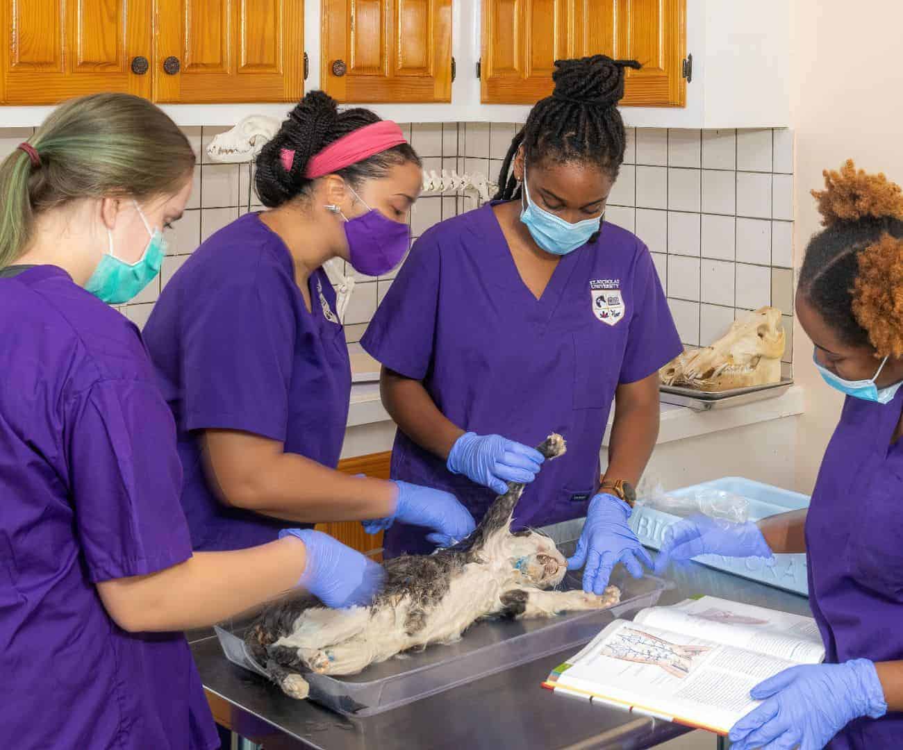 4-Students_working _on_pet_1